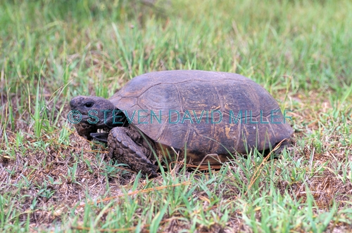 gopher tortoise picture;gopher tortoise;tortoise;endangered species;endangered tortoise;florida tortoise;koreshan state park;florida state park;tortoise in the grass