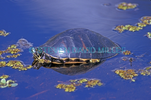 florida red-bellied turtle picture;florida red bellied turtle picture;florida red-bellied turtle;florida red bellied turtle;florida turtle;pseudemys nelsoni;turtle head;turtle swimming;turtle in swamp;corkscrew swamp sanctuary;southwest florida;turtles of florida;swamp turtles;freshwater turtles