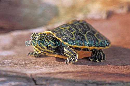 florida red bellied turtle picture;florida red bellied turtle;turtle hatchling;baby turtle;florida turtle