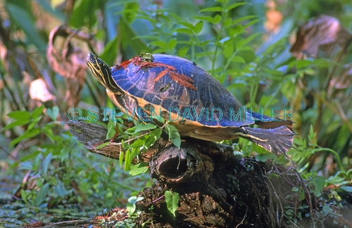 florida red-bellied turtle picture;florida red bellied turtle picture;florida red-bellied turtle;florida red bellied turtle;florida turtle;pseudemys nelsoni;turtle head;turtle feet;webbed feet;turtle in swamp;corkscrew swamp sanctuary;southwest florida;turtles of florida;swamp turtles;freshwater turtles;steven david miller