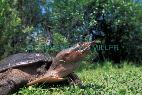 softshell turtle picture;softshell turtle;turtle florida turtle;soft shell turtle;everglades national park;royal palm
