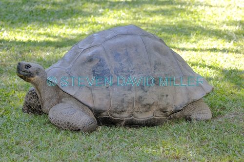 galapagos giant tortoise;galapagos tortoise;tortoise;Testudo elephantopus;the australia zoo