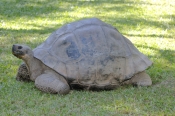 galapagos-giant-tortoise;galapagos-tortoise;tortoise;Testudo-elephantopus;the-australia-zoo