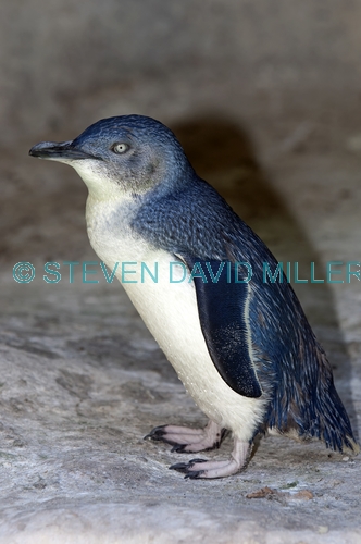 little penguin picture;little penguin;fairy penguin;smallest penguin species;eudyptula minor;australia penguin;little penguin standing;perth zoo;species of least concern;steven david miller;natural wanders