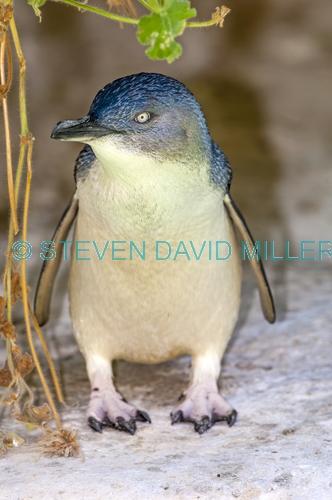 little penguin picture;little penguin;fairy penguin;smallest penguin species;eudyptula minor;australia penguin;little penguin standing;penguin island;rockingham;western australia;species of least concern;steven david miller;natural wanders