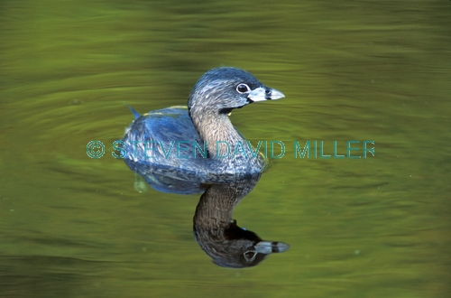 grebe picture;grebe;pied-billed grebe;pied billed grebe;american grebe;eco pond;everglades national park;reflection