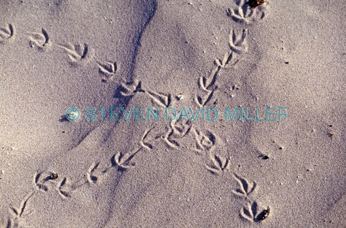 ruddy turnstone tracks;bird tracks in sand;bird tracks;animal tracks;bird prints;bird prints in sand;steven david miller;natural wanders