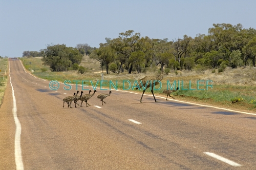 emu family;emus crossing the road;animals crossing the road;wildlife crossing the road;barkly highway