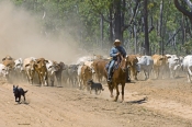 stockman;stockman-on-horse;cattle-muster;working-cattle-dogs;cattle-muster-on-horseback;cattle-stati