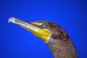 double-crested-cormorant-picture;double-crested-cormorant;double-crested-cormorant;cormorant;bird-wi