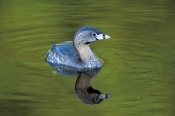 grebe-picture;grebe;pied-billed-grebe;pied-billed-grebe;american-grebe;eco-pond;everglades-national-