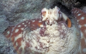 reef-octopus;octopus;octopus-on-the-great-barrier-reef;great-barrier-reef-octopus;australian-cephelo