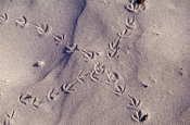 ruddy-turnstone-tracks;bird-tracks-in-sand;bird-tracks;animal-tracks;bird-prints;bird-prints-in-sand
